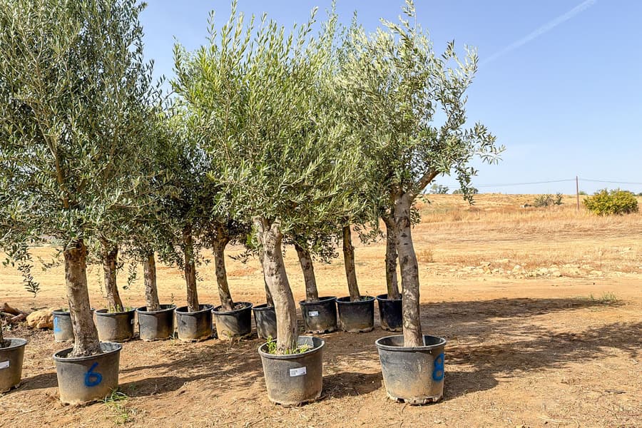 2 Olivenbäume Olea Europaea 
